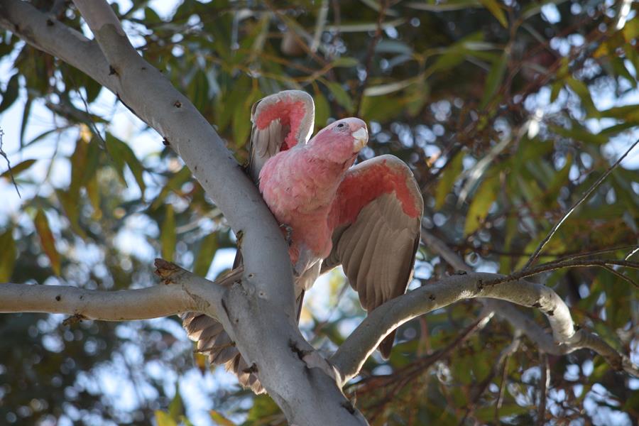 Galah pink n grey taking off.JPG